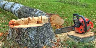 Best Tree Preservation Services  in Orida Ridge, FL
