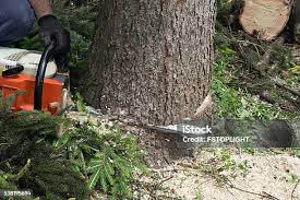 Best Tree and Shrub Care  in Orida Ridge, FL