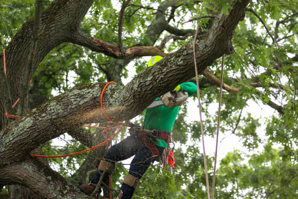 Best Weed Control  in Orida Ridge, FL